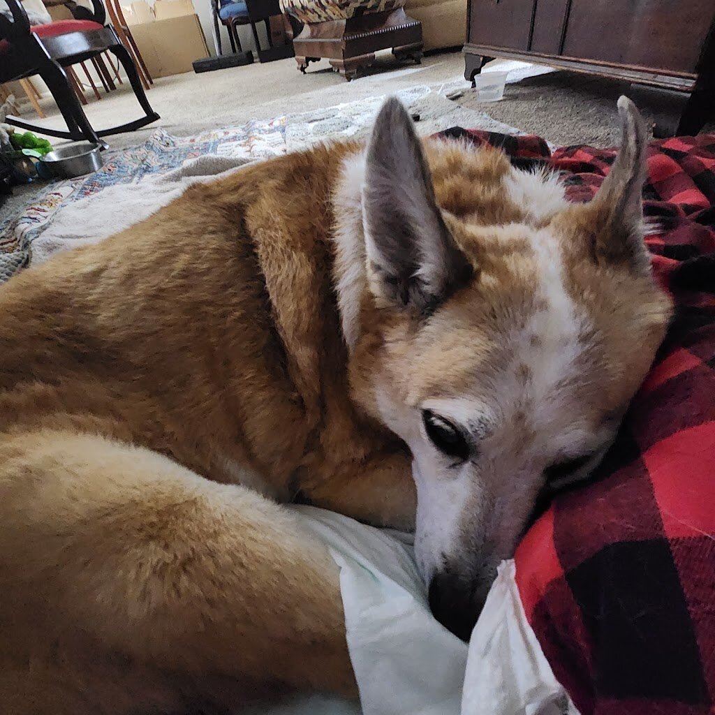 Dogs Unlimited Rescue in Solon, OH