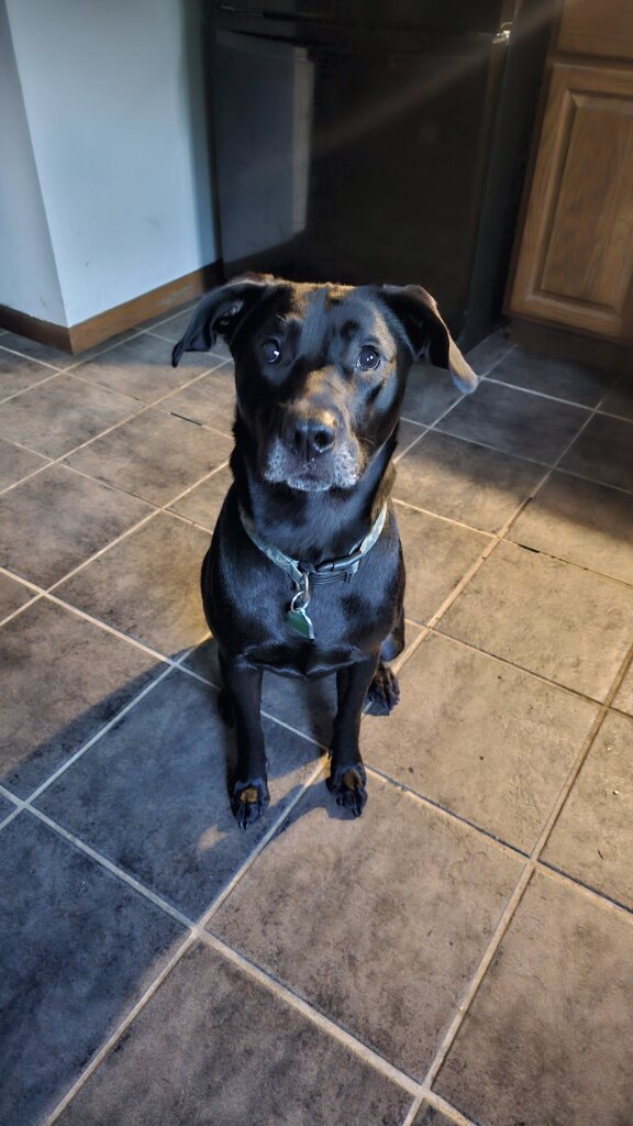 Domestic Animal Wellness Center and Wildlife Rescue in Siren, WI