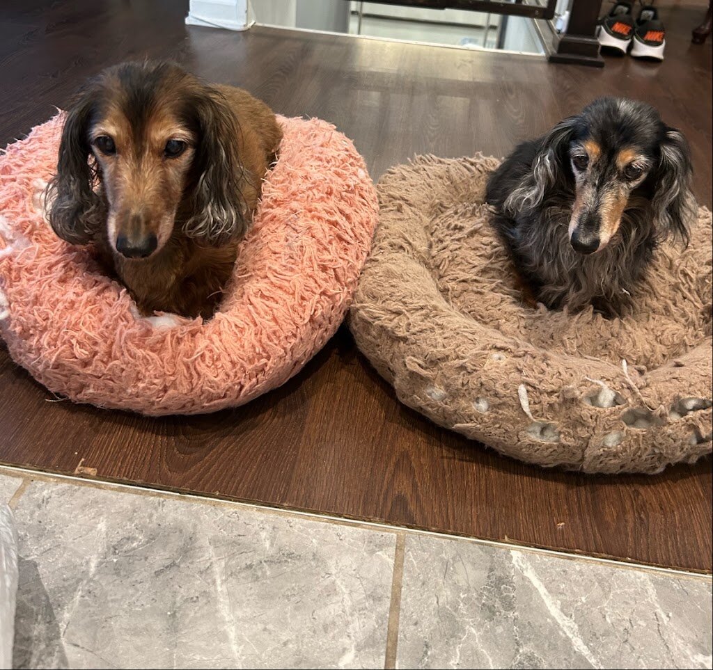 Doxie Rescue of Bucks County & NJ in Lebanon, NJ