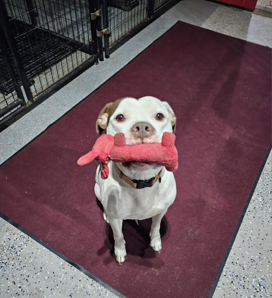 Dreams Come True Rescue animal shelter in Plainfield, NH