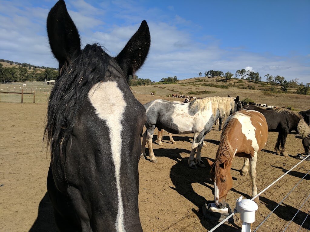 Duchess Sanctuary animal shelter in Oakland, OR