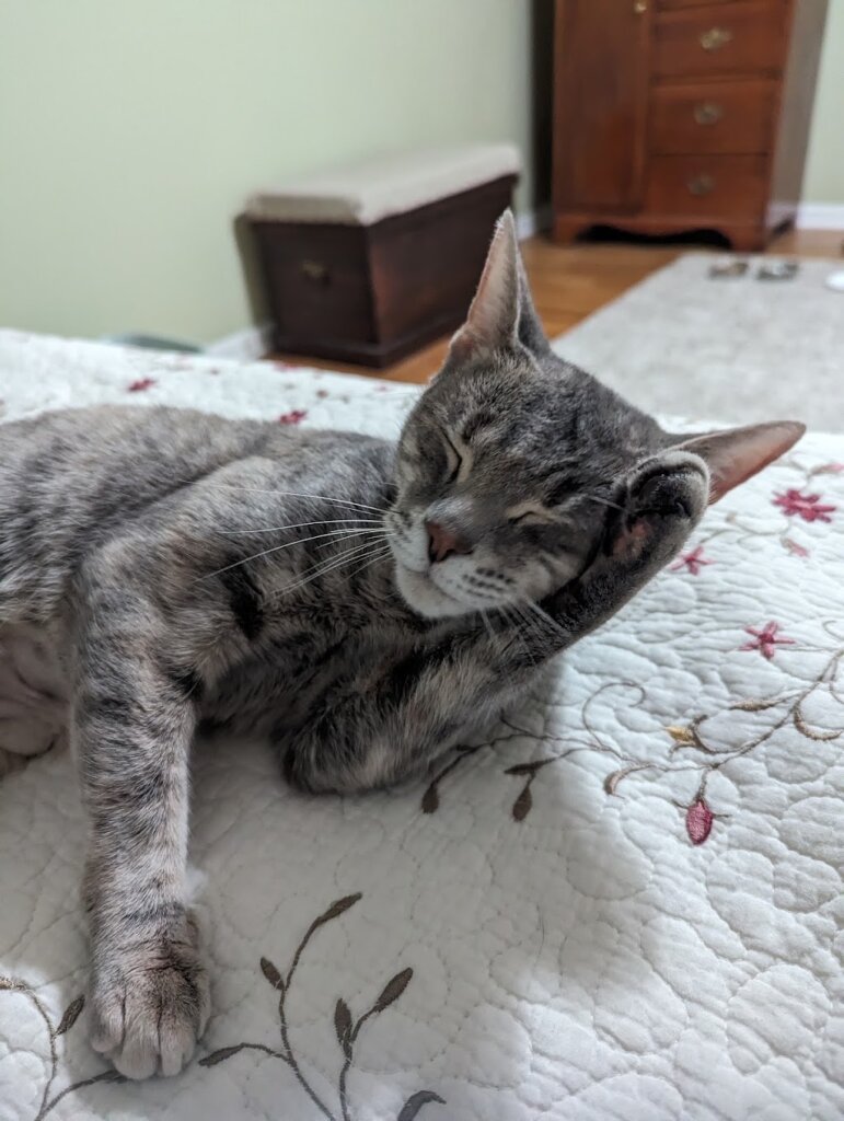 East Haven Animal Shelter in East Haven, CT