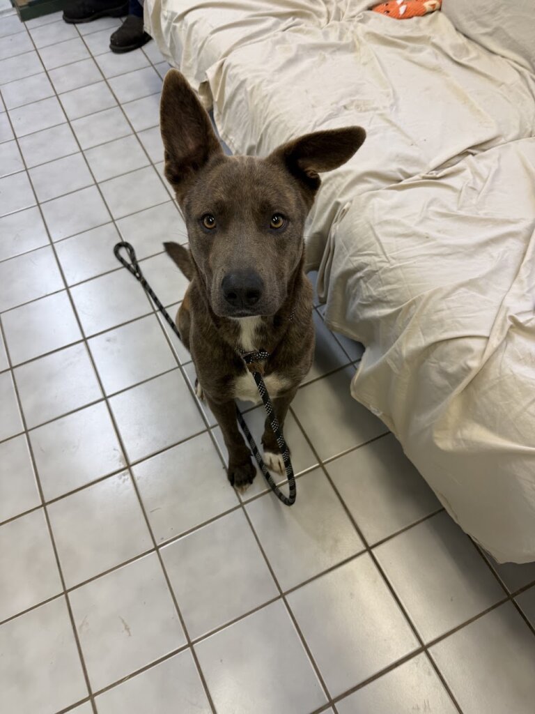 Easy Street Animal Shelter in Saint Jo, TX
