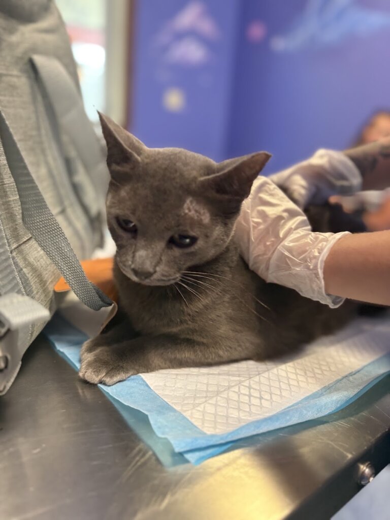 Edgar And Ivy's Cat Sanctuary animal shelter in Corpus Christi, TX