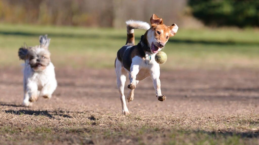 Edgewater Animal Shelter in Edgewater, FL