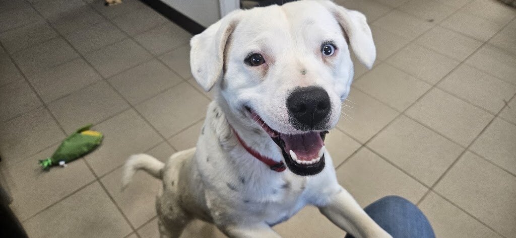 Edgewood Animal Shelter in Edgewood, NM