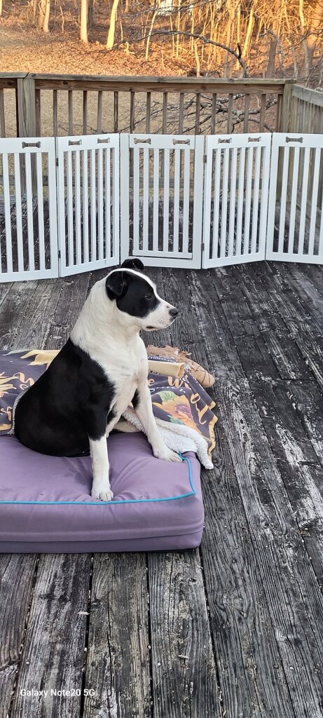 Elizabethton-Carter County Animal Shelter in Elizabethton, TN
