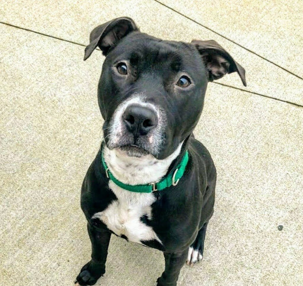 Elk County Humane Society animal shelter in Saint Marys, PA