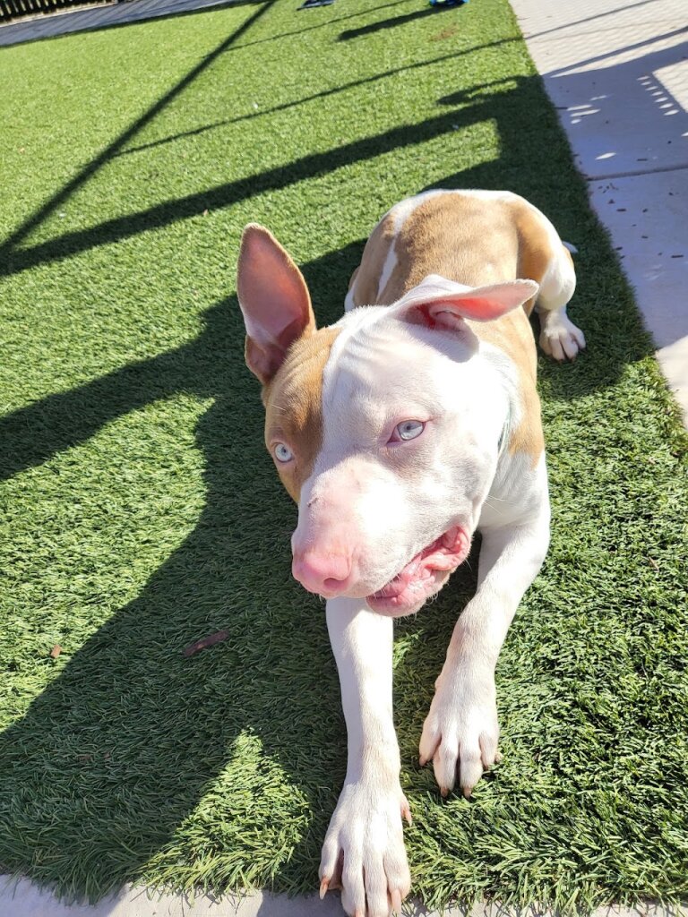 Elk Grove Animal Shelter in Elk Grove, CA