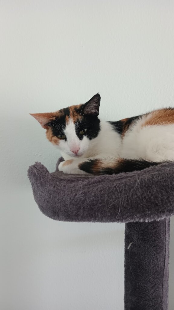 Elko Animal Shelter in Elko, NV