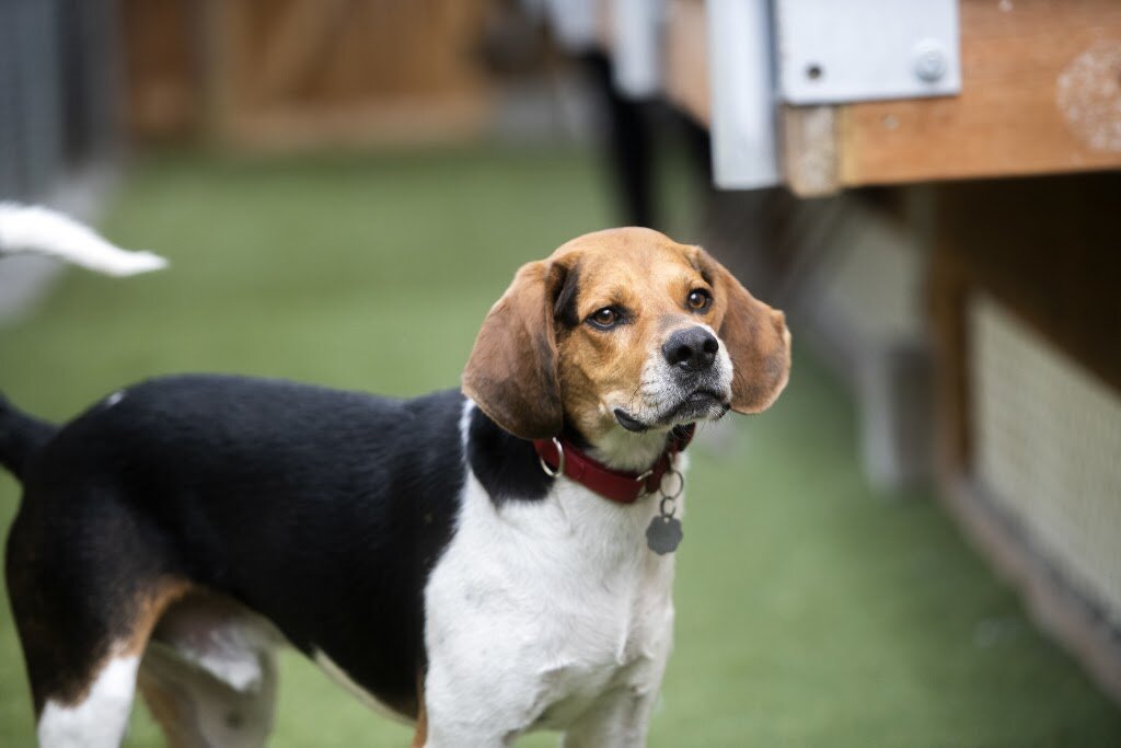Emerald City Pet Rescue animal shelter in Seattle, WA