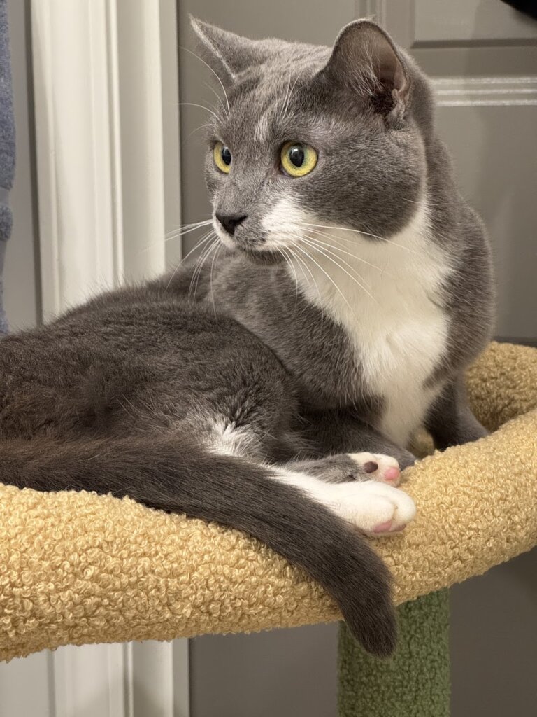 Emporia Greensville Humane Society in Emporia, VA