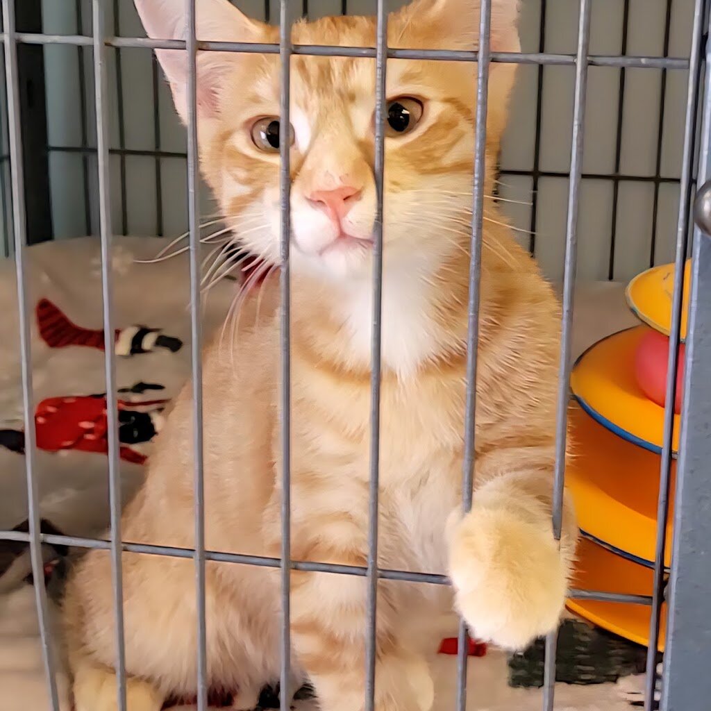 Enid SPCA animal shelter in Enid, OK