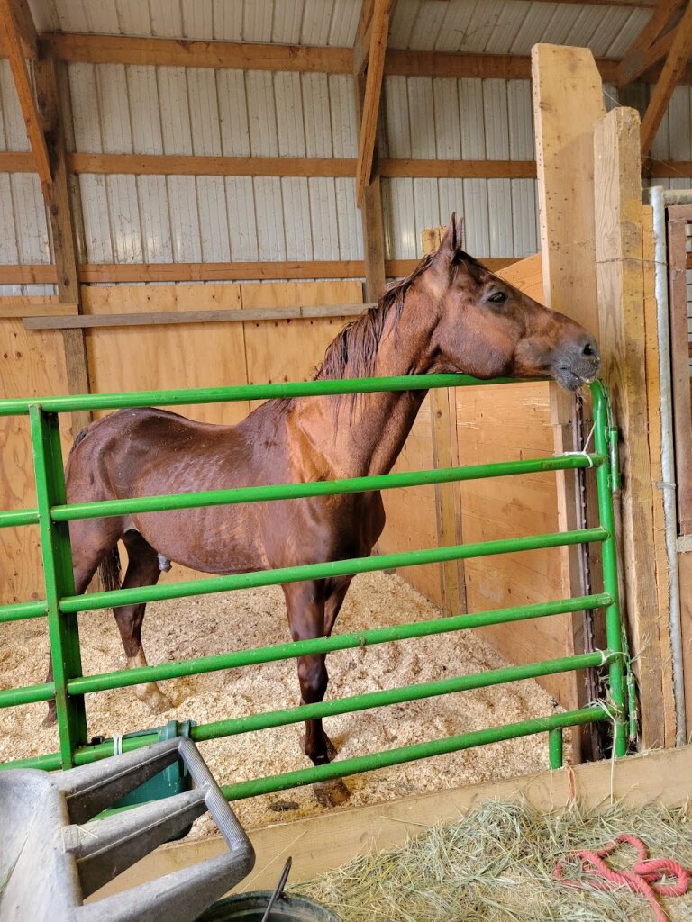 Epona Horse Rescue animal shelter in Crete, NE