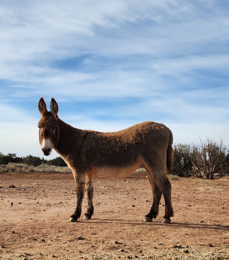 Equine Wellbeing Rescue Inc in Snowflake, AZ