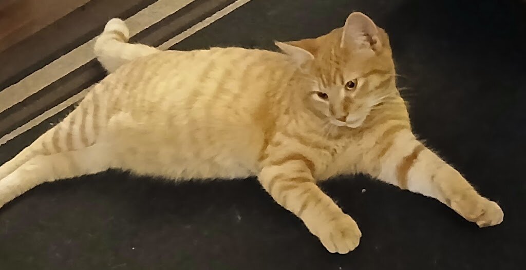 Essex County Animal Shelter in Tappahannock, VA