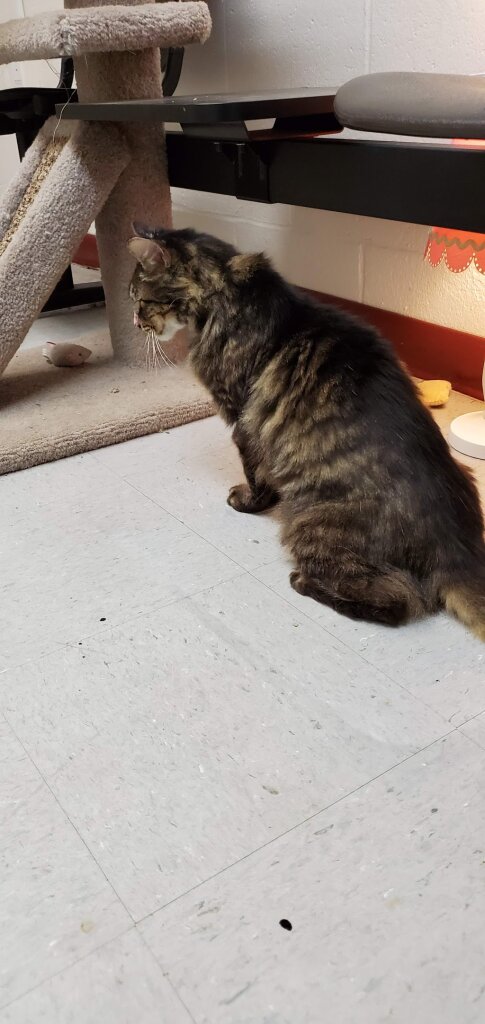 Euless Animal Shelter in Euless, TX