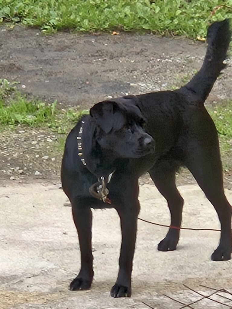 Eva Burrell Animal Shelter in Manistique, MI
