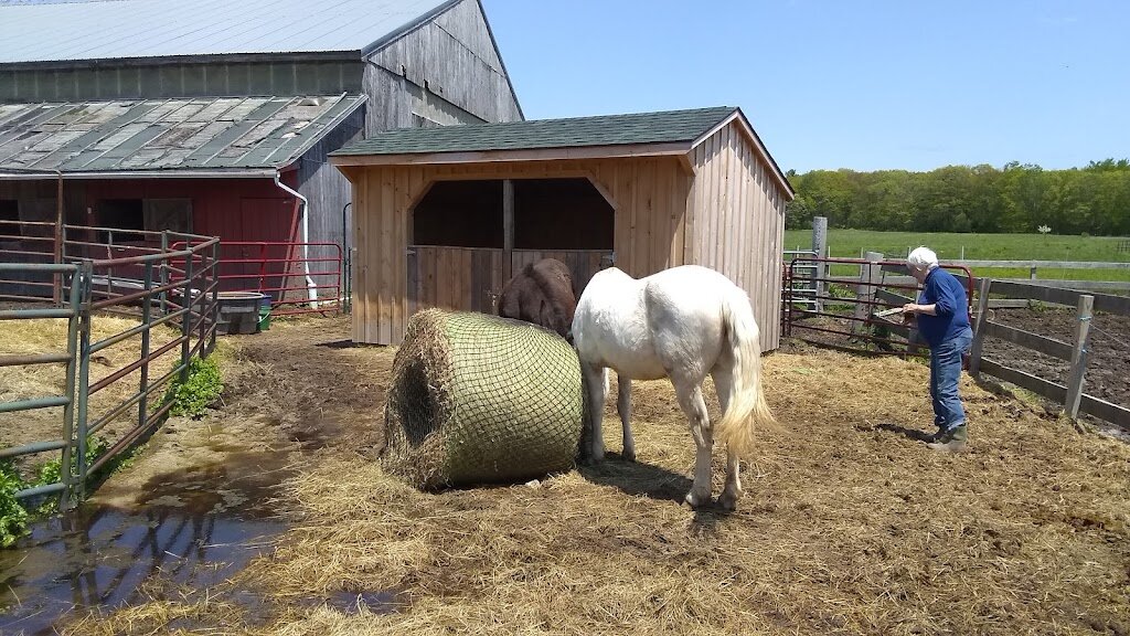 Ever After Mustang Rescue in Biddeford, ME