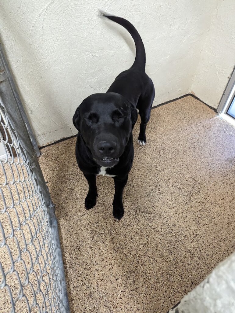 Fallon Animal Shelter in Fallon, NV