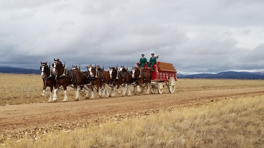 Far View Horse Rescue in Fairplay, CO