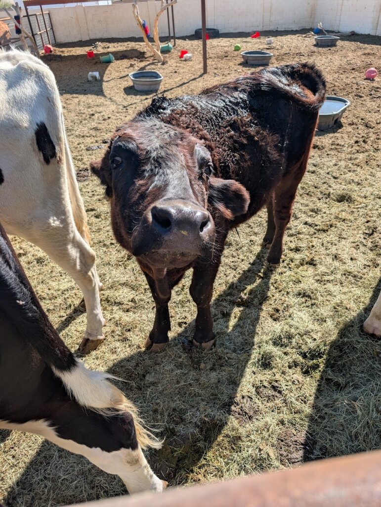 Farm Angels Sanctuary animal shelter in Surprise, AZ