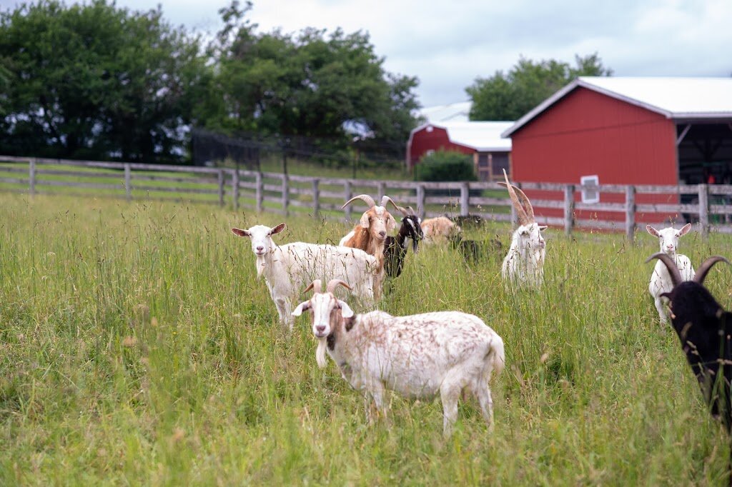 Farm Sanctuary animal shelter in Watkins Glen, NY