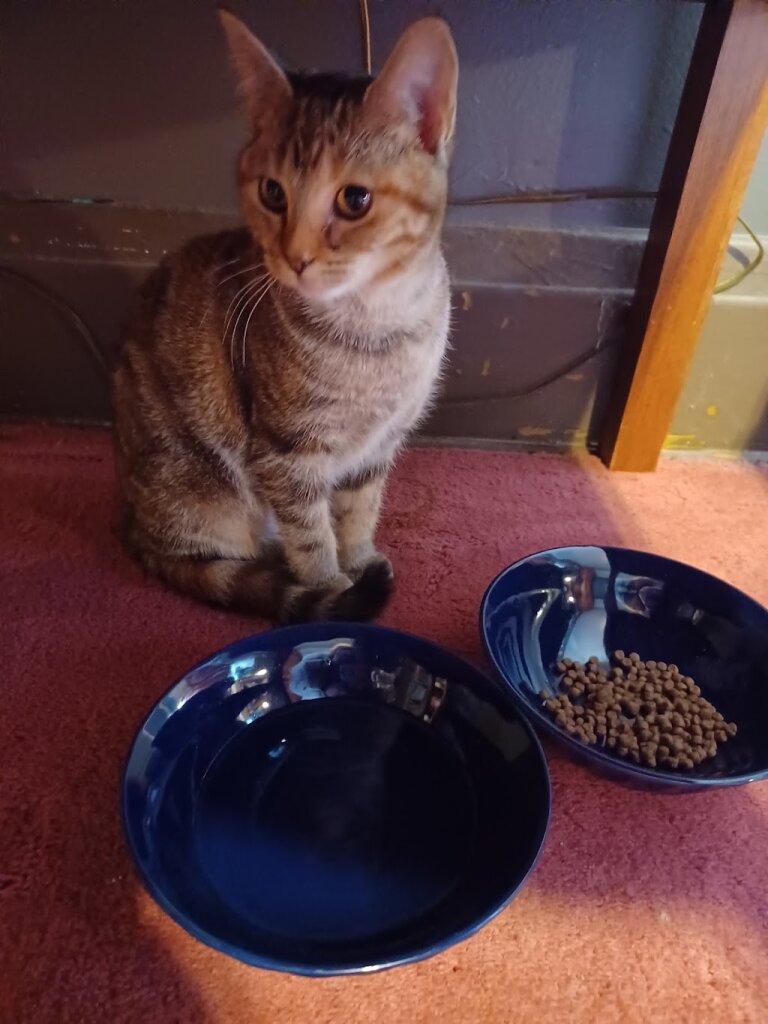 Fayette Regional Humane Society in Washington Court House, OH