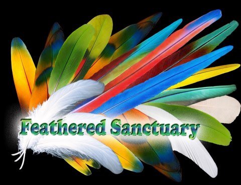 Feathered Sanctuary Exotic Bird Rescue in Bird in Hand, PA