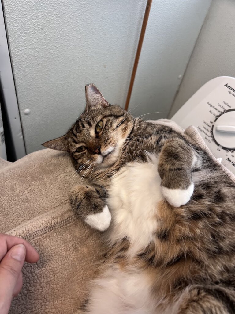 Feline Urgent Rescue of WNC animal shelter in Waynesville, NC