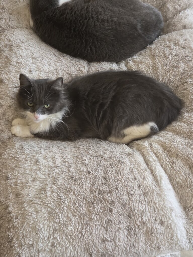 Ferndale Cat Shelter in Ferndale, MI