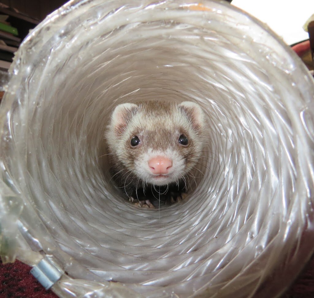 Ferret Dreams Rescue & Adoption animal shelter in Denver, CO