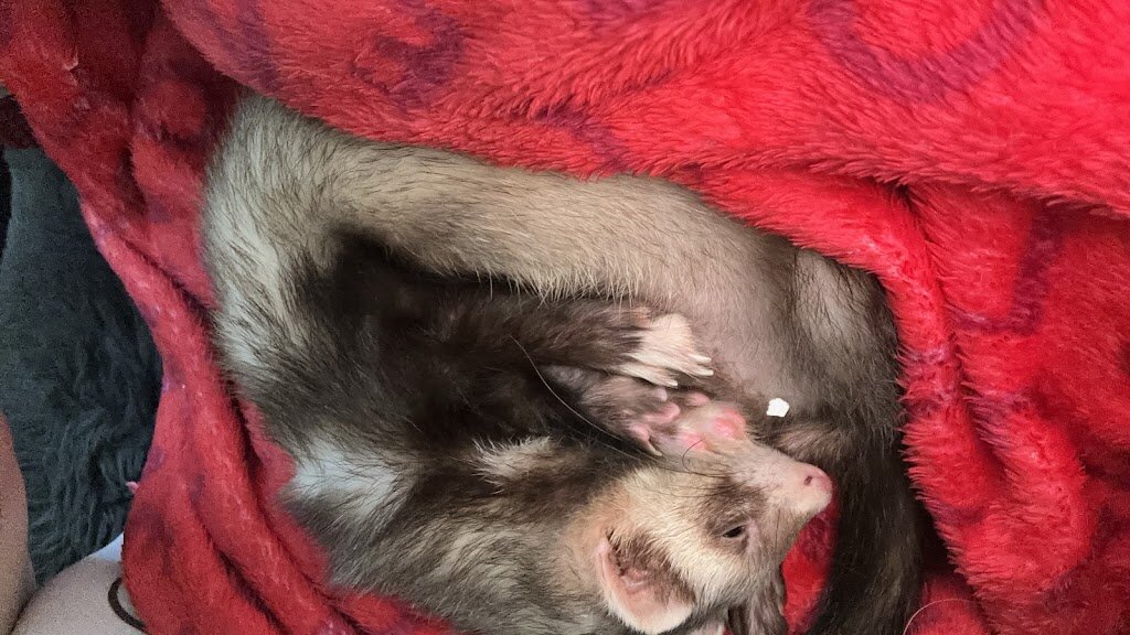 Ferret Sanctuary animal shelter in Cedar Park, TX