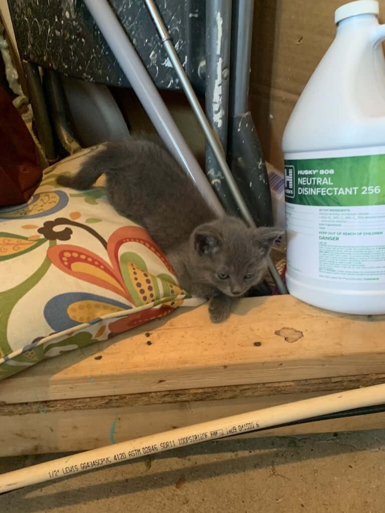 Few Steps From Home Animal Rescue animal shelter in Gladwin, MI
