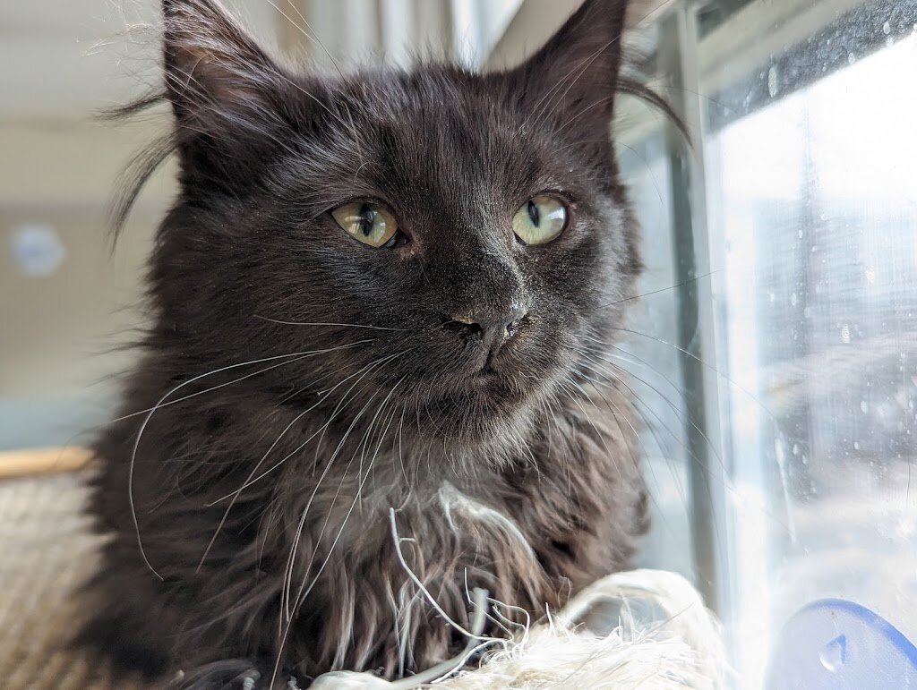 Final Hope Animal Rescue animal shelter in Jersey City, NJ