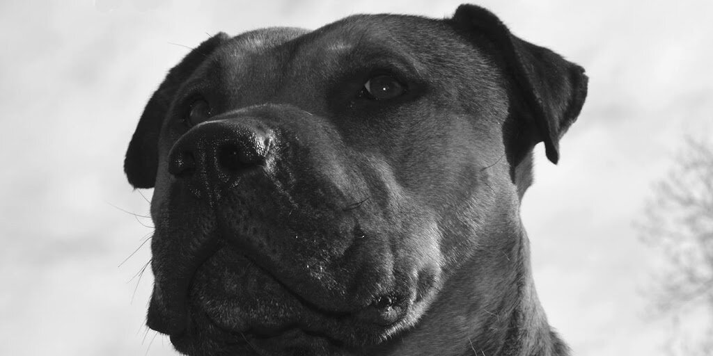Fine Whines and Lickers Dog Rescue animal shelter in Reidsville, NC