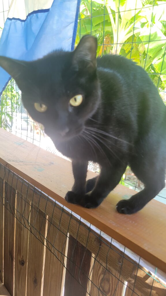 Fkspca animal shelter in Marathon, FL