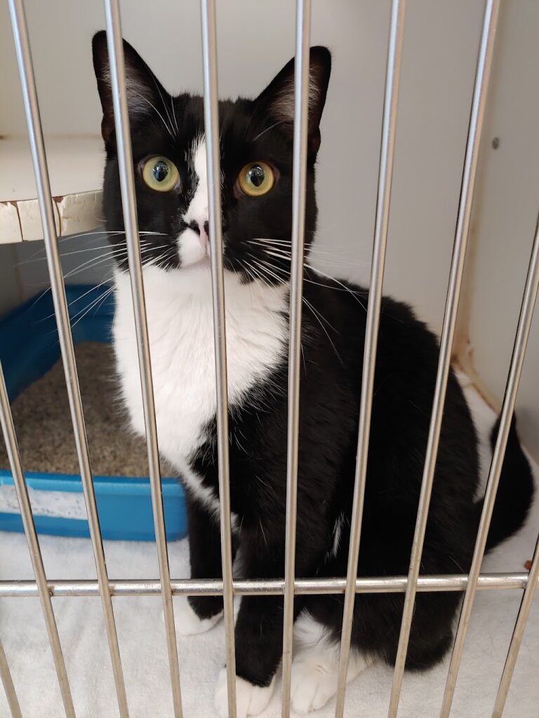 Flagler Humane Society in Palm Coast, FL