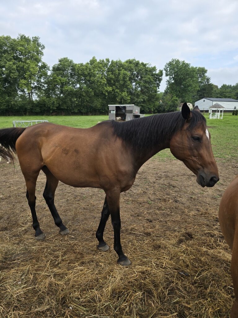 focus rescue and rehabilitation in Mogadore, OH