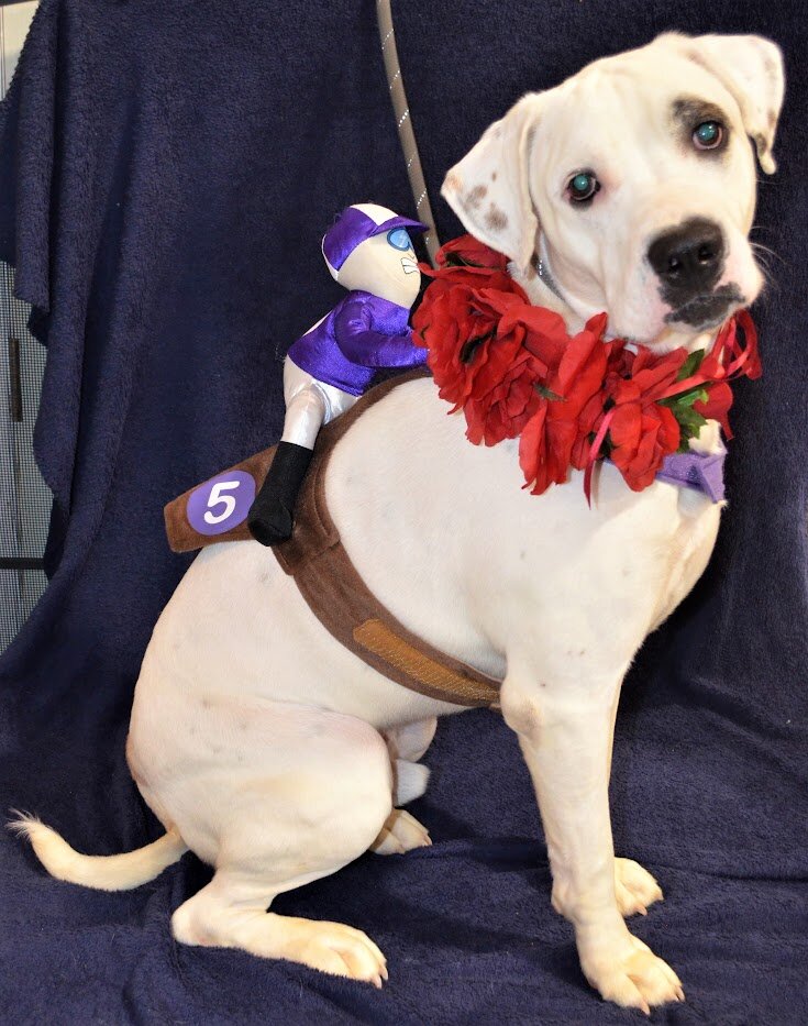 Foothills Canine Rescue animal shelter in Lenoir, NC