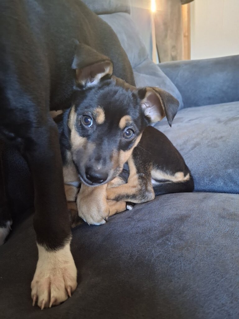 Forest County Humane Society in Crandon, WI