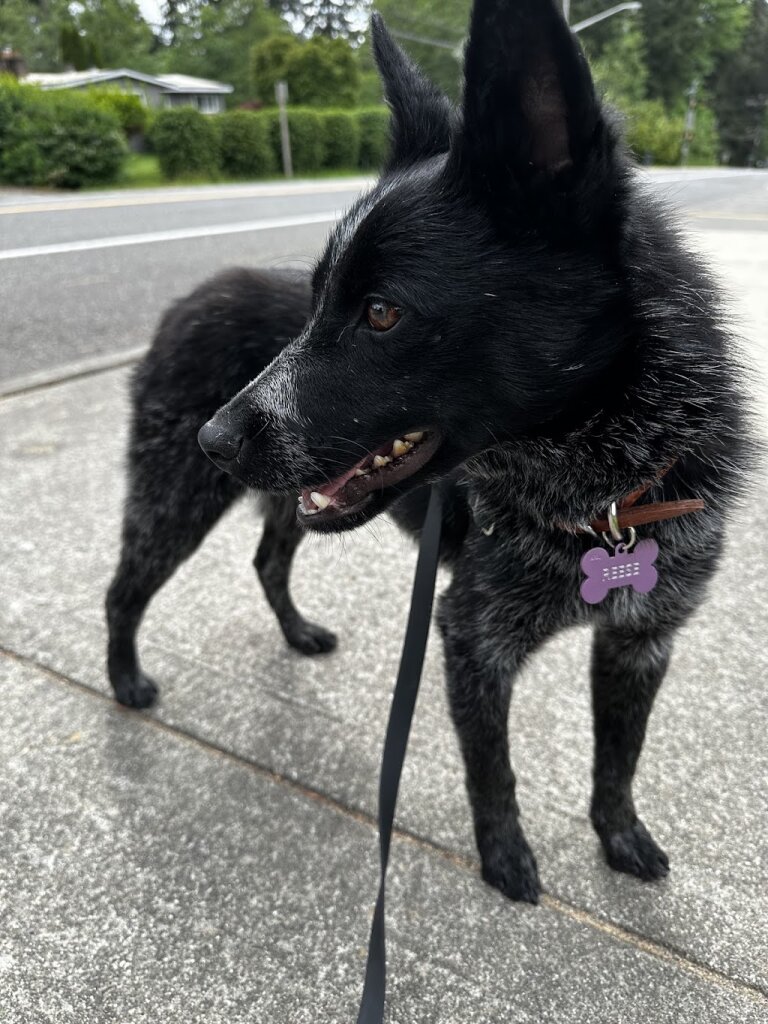 Forever Home Dog Rescue animal shelter in Lynnwood, WA