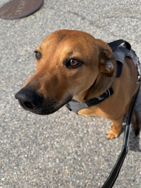 Forever Home Rescue New England in Medfield, MA