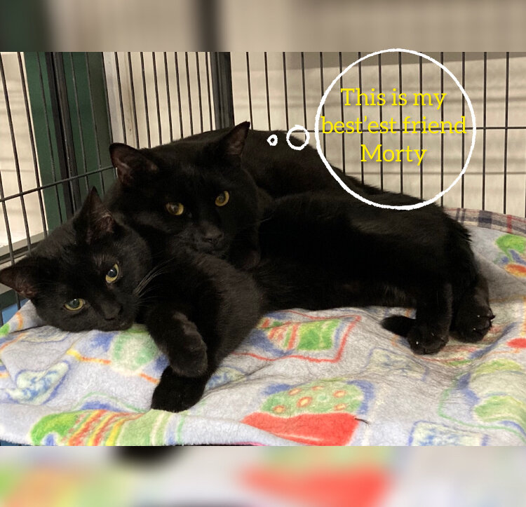 Franklin County Animal Rescue in Saint Albans City, VT