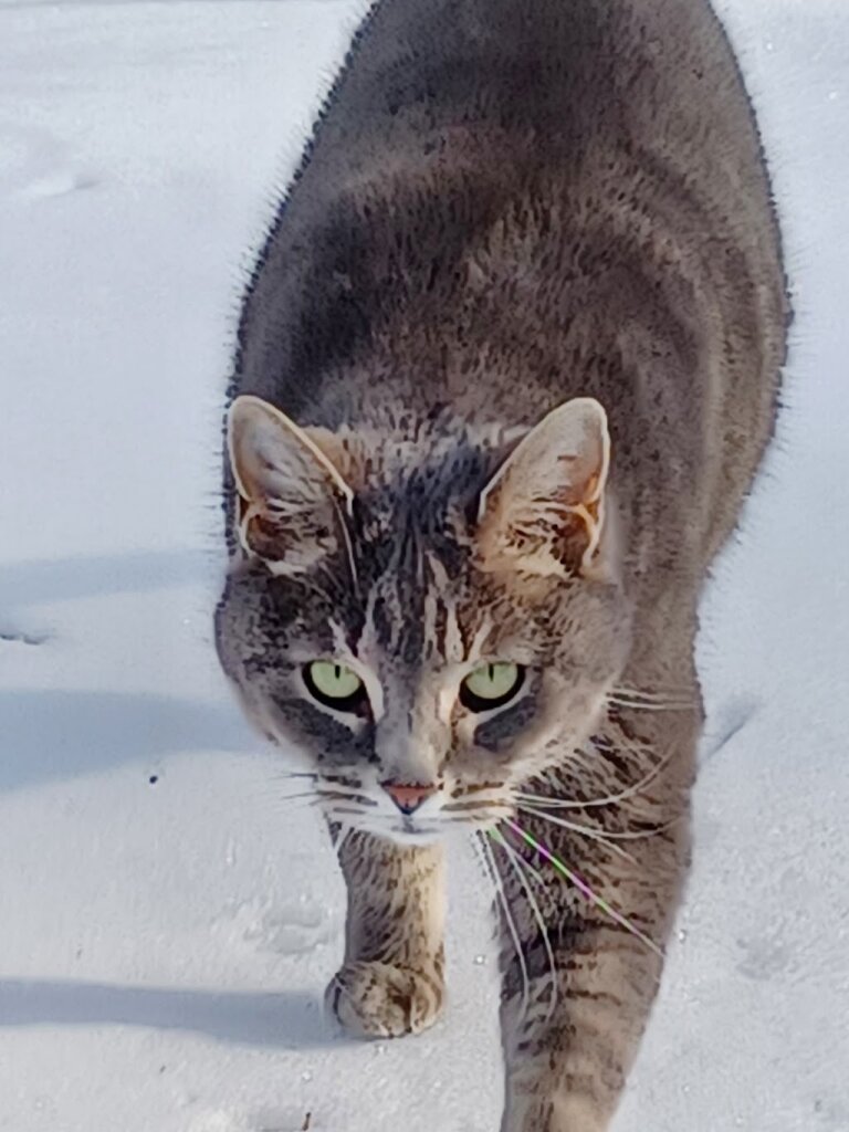 Franklin County Animal Shelter in Rocky Mount, VA