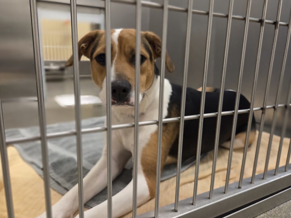 Franklin County Dog Shelter & Adoption Center in Columbus, OH