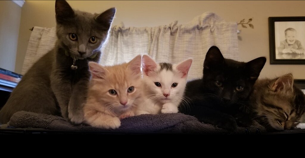 Freedom Hearts Animal Rescue animal shelter in Gerrardstown, WV