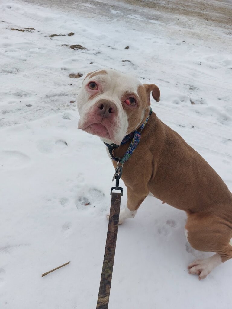 French Creek Animal Rescue in Waterford, PA