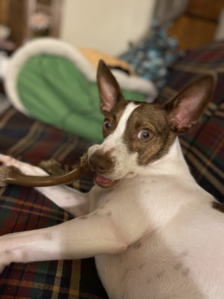 Friends-4-Life Rescue animal shelter in Follansbee, WV