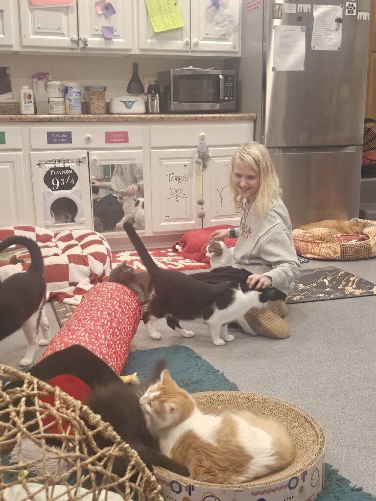 Friends of Felines' Rescue Center in Defiance, OH